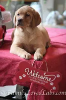 Lucy - English Lab, a female Labrador Retriever for sale in Minnesota, MN – Photo 3 of 6