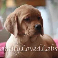 Lucy - English Lab, a female Labrador Retriever for sale in Minnesota, MN – Photo 4 of 6