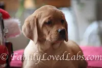 Lucy - English Lab, a female Labrador Retriever for sale in Minnesota, MN – Photo 4 of 6