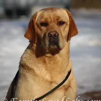 Lucy - English Lab, a female Labrador Retriever for sale in Minnesota, MN – Photo 6 of 6
