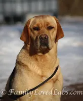 Lucy - English Lab, a female Labrador Retriever for sale in Minnesota, MN – Photo 6 of 6