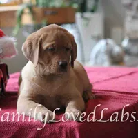 Lucy - English Lab, a female Labrador Retriever for sale in Minnesota, MN – Photo 1 of 6