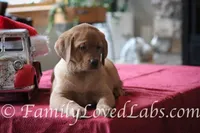 Lucy - English Lab, a female Labrador Retriever for sale in Minnesota, MN – Photo 1 of 6