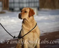 Lucy - English Lab, a female Labrador Retriever for sale in Minnesota, MN – Photo 5 of 6