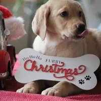 Lady - English Lab, a female Labrador Retriever for sale in Minnesota, MN – Photo 4 of 6