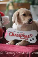 Lady - English Lab, a female Labrador Retriever for sale in Minnesota, MN – Photo 4 of 6