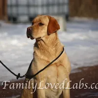Lady - English Lab, a female Labrador Retriever for sale in Minnesota, MN – Photo 6 of 6
