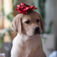 Lady - English Lab, a female Labrador Retriever for sale in Minnesota, MN – Photo 2 of 6
