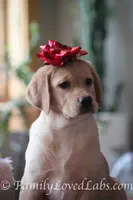 Lady - English Lab, a female Labrador Retriever for sale in Minnesota, MN – Photo 2 of 6