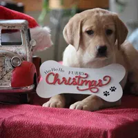 Lady - English Lab, a female Labrador Retriever for sale in Minnesota, MN – Photo 1 of 6