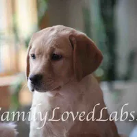 Lady - English Lab, a female Labrador Retriever for sale in Minnesota, MN – Photo 3 of 6
