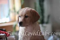 Lady - English Lab, a female Labrador Retriever for sale in Minnesota, MN – Photo 3 of 6