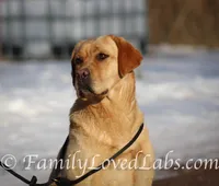 Lady - English Lab, a female Labrador Retriever for sale in Minnesota, MN – Photo 5 of 6