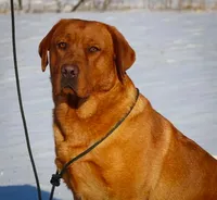 Marvel's girl, a female Labrador Retriever for sale in Minnesota, MN – 5 of 5