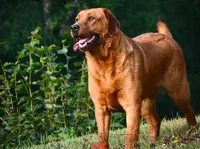 Marvel's girl, a female Labrador Retriever for sale in Minnesota, MN – 4 of 5