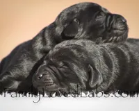 English Black Lab Puppy, a female Labrador Retriever for sale in Minnesota, MN – Photo 5 of 10