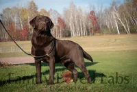 English Black Lab Puppy, a female Labrador Retriever for sale in Minnesota, MN – Photo 8 of 10