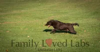 English Black Lab Puppy, a female Labrador Retriever for sale in Minnesota, MN – Photo 9 of 10