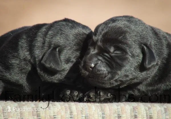 English Black Lab Puppy, a female Labrador Retriever for sale in Minnesota, MN – Photo 1 of 10