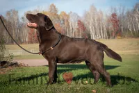English Black Lab Puppy, a female Labrador Retriever for sale in Minnesota, MN – Photo 10 of 10