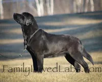 Eng Black Male, a  Labrador Retriever for sale in Minnesota, MN – Photo 6 of 7