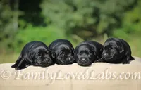 Eng Black Male, a  Labrador Retriever for sale in Minnesota, MN – Photo 1 of 7