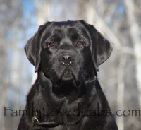 Eng Black Male, a  Labrador Retriever for sale in Minnesota, MN – Photo 5 of 7