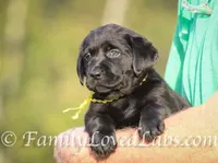 Eng Black Male, a  Labrador Retriever for sale in Minnesota, MN – Photo 2 of 7