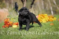 Eng Black Male, a  Labrador Retriever for sale in Minnesota, MN – Photo 3 of 7