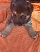 Sam, a male German Shepherd Dog for sale in Estill, SC – Photo 2 of 4