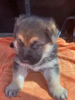 Riggs, a male German Shepherd Dog for sale in Estill, SC – Photo 3 of 5