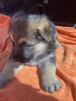 Riggs, a male German Shepherd Dog for sale in Estill, SC – Photo 1 of 5