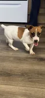 Precious, a female Jack Russell Terrier for sale in Estill, SC – 1 of 3