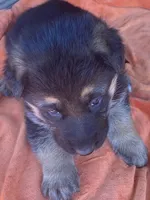 Sassy, a female German Shepherd Dog for sale in Estill, SC – Photo 2 of 5