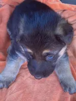 Sassy, a female German Shepherd Dog for sale in Estill, SC – Photo 3 of 5