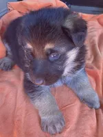 Sassy, a female German Shepherd Dog for sale in Estill, SC – Photo 1 of 5