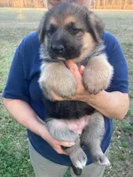Maggie, a female German Shepherd Dog for sale in Estill, SC – Photo 2 of 5