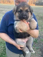 Maggie, a female German Shepherd Dog for sale in Estill, SC – Photo 1 of 5