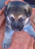 Ginger, a female German Shepherd Dog for sale in Estill, SC – Photo 1 of 5