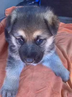 Ginger, a female German Shepherd Dog for sale in Estill, SC – Photo 2 of 5