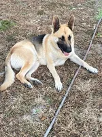 Ginger, a female German Shepherd Dog for sale in Estill, SC – Photo 4 of 5