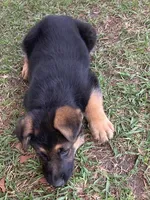 Sassy, a female German Shepherd Dog for sale in Estill, SC – Photo 4 of 9