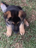 Sassy, a female German Shepherd Dog for sale in Estill, SC – Photo 2 of 9