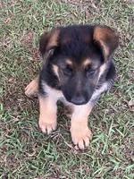 Sassy, a female German Shepherd Dog for sale in Estill, SC – Photo 3 of 9