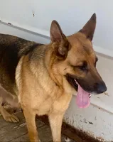 Sassy, a female German Shepherd Dog for sale in Estill, SC – Photo 6 of 9