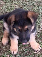 Sassy, a female German Shepherd Dog for sale in Estill, SC – Photo 1 of 9