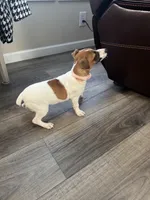 Precious, a female Jack Russell Terrier for sale in Estill, SC – 3 of 3