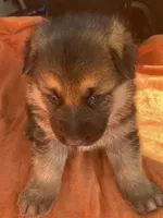 Abbie, a female German Shepherd Dog for sale in Estill, SC – Photo 2 of 5