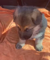 Abbie, a female German Shepherd Dog for sale in Estill, SC – Photo 3 of 5