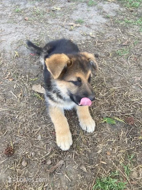 Abbie – German Shepherd Dog puppy for sale in Estill, SC